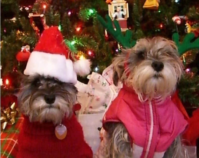1pc Christmas Pet Hat Santa Claus Hat for Cats Dogs Puppy Xmas Decoration New Year Party Supplies Pet Costume