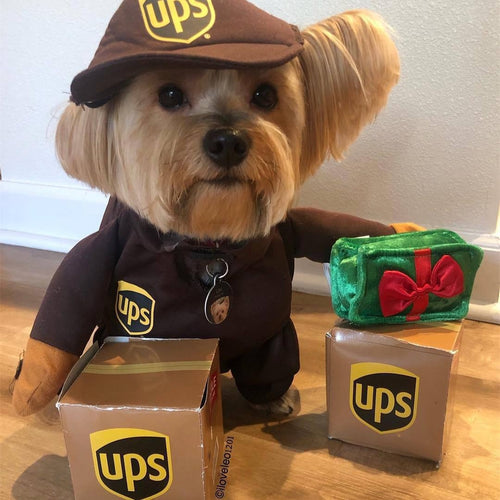 Delivery of pet dog and cat clothes