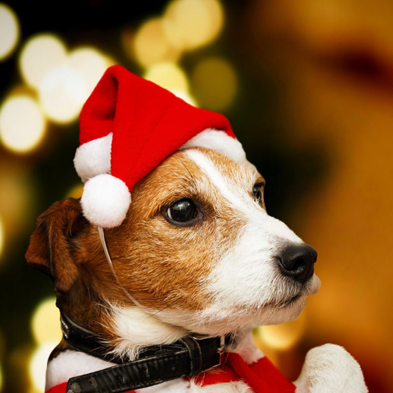 1pc Christmas Pet Hat Santa Claus Hat for Cats Dogs Puppy Xmas Decoration New Year Party Supplies Pet Costume